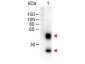 Anti-MOUSE IgG (H&L)  (Peroxidase Conjugated) Secondary Antibody